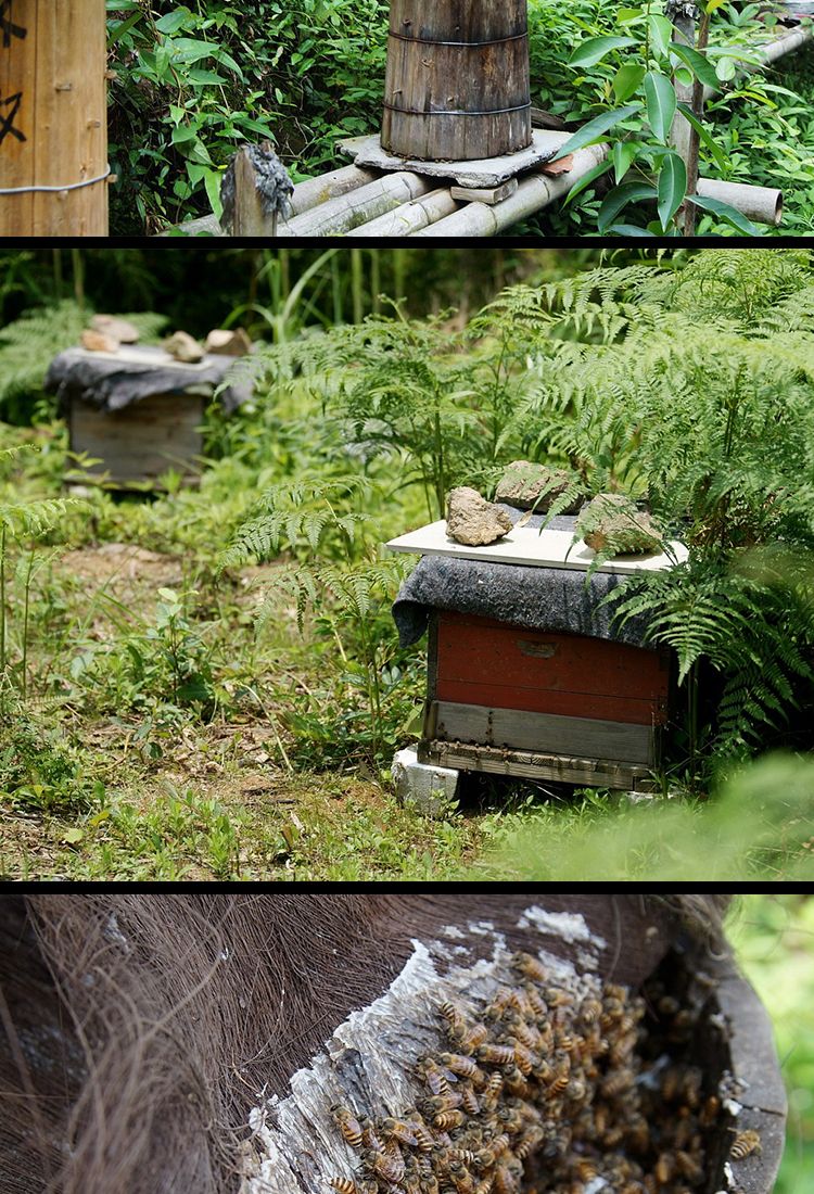 蜂蜜然野生土蜂蜜自然成熟百花蜂农家.自产蜂场直发