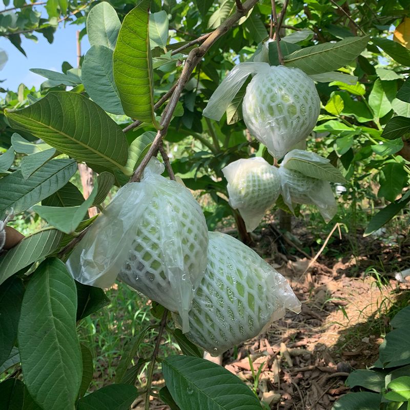 万顷农特广东南沙珍珠番石榴白心芭乐低糖新鲜水果爽脆香甜