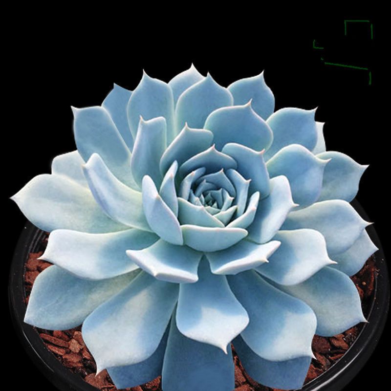 墨西哥蓝鸟多肉植物防辐射吸甲醛办公室组合肉肉盆栽花卉绿植