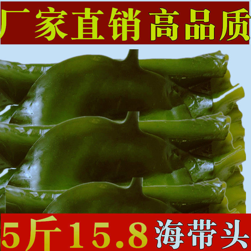 包饭饭包海带大连海带肉厚海带头新鲜海带根非干货新鲜海带丝包邮