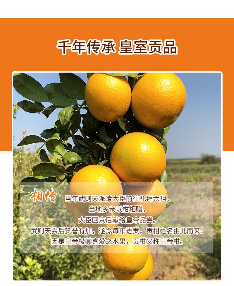 广西正宗皇帝柑贡柑新鲜现摘水果桔子蜜桔橘子柑橘包邮