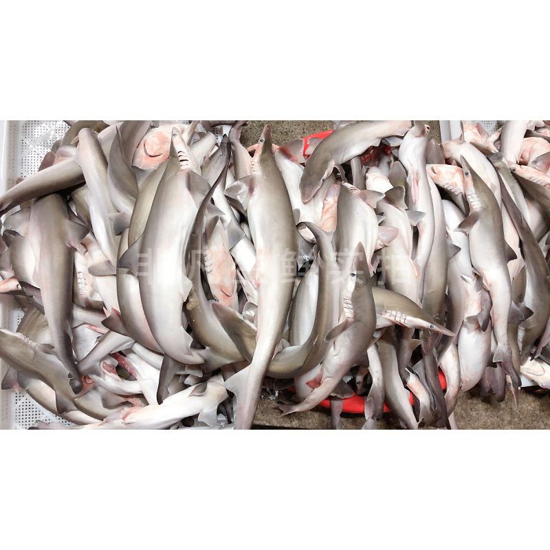 鲜活海捕食用小鲨鱼 小白鲨非大鲨鱼虎鲨 1斤-7斤/只急冻锁鲜发货