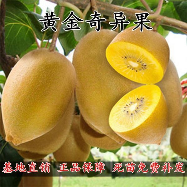 黄金奇异果树苗 黄金果猕猴桃苗盆栽地栽果树苗 南方北方种植