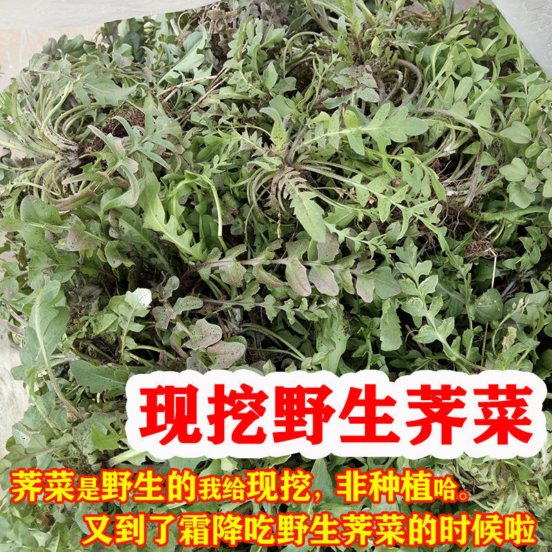 现货农家野生荠菜新鲜现挖野荠菜带根荠荠菜地菜山东野菜当季蔬菜【3