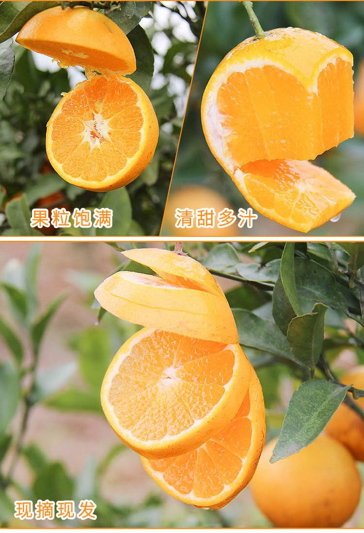 麻阳冰糖橙新鲜橙子现摘新鲜水果小甜橙湖南脐橙当季批发