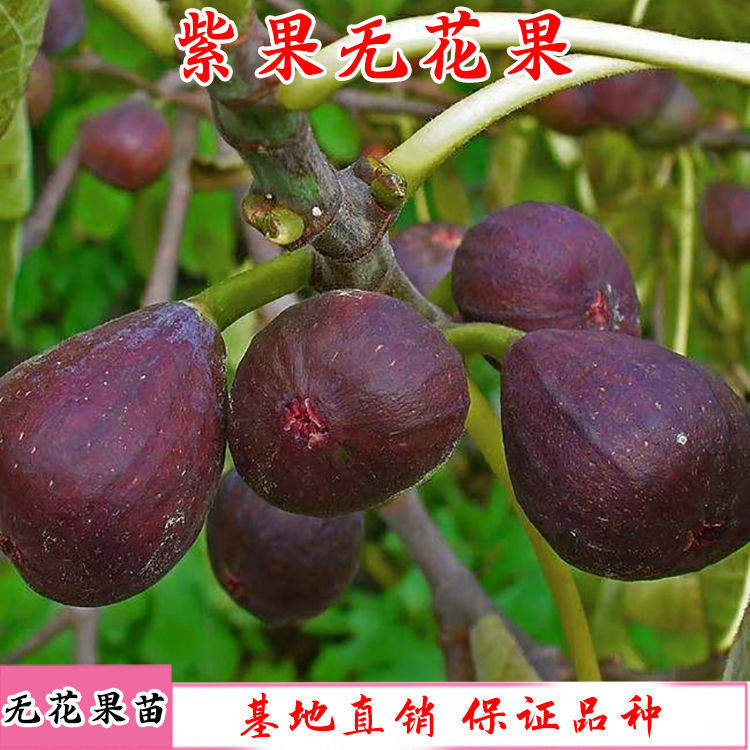 新品种日本紫果嫁接大无花果树苗阳台盆栽庭院地栽南北方四季种植
