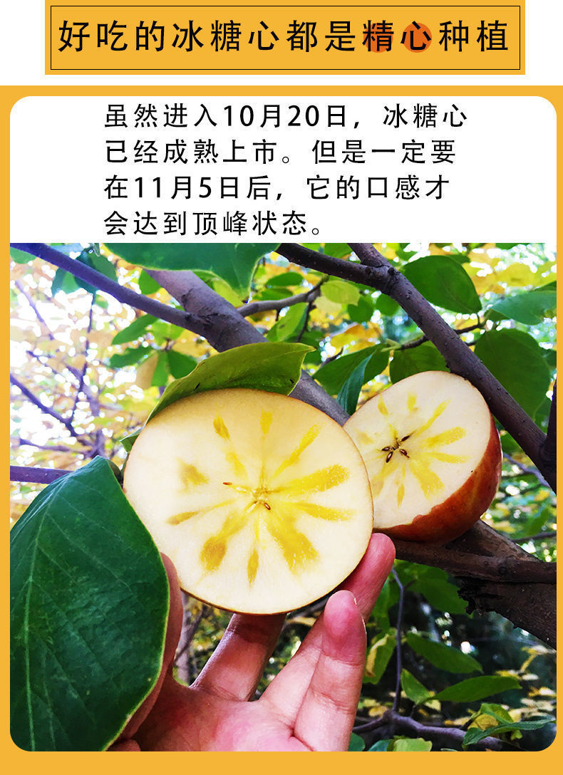 【现摘现发】正宗新疆阿克苏冰糖心红富士苹果水果10/5斤当季水果