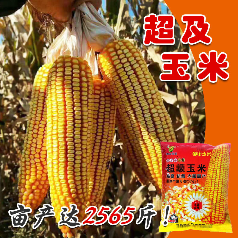 大田种植杂交玉米种子基地 高产大穗抗病国审玉米郑丹958玉米杂交