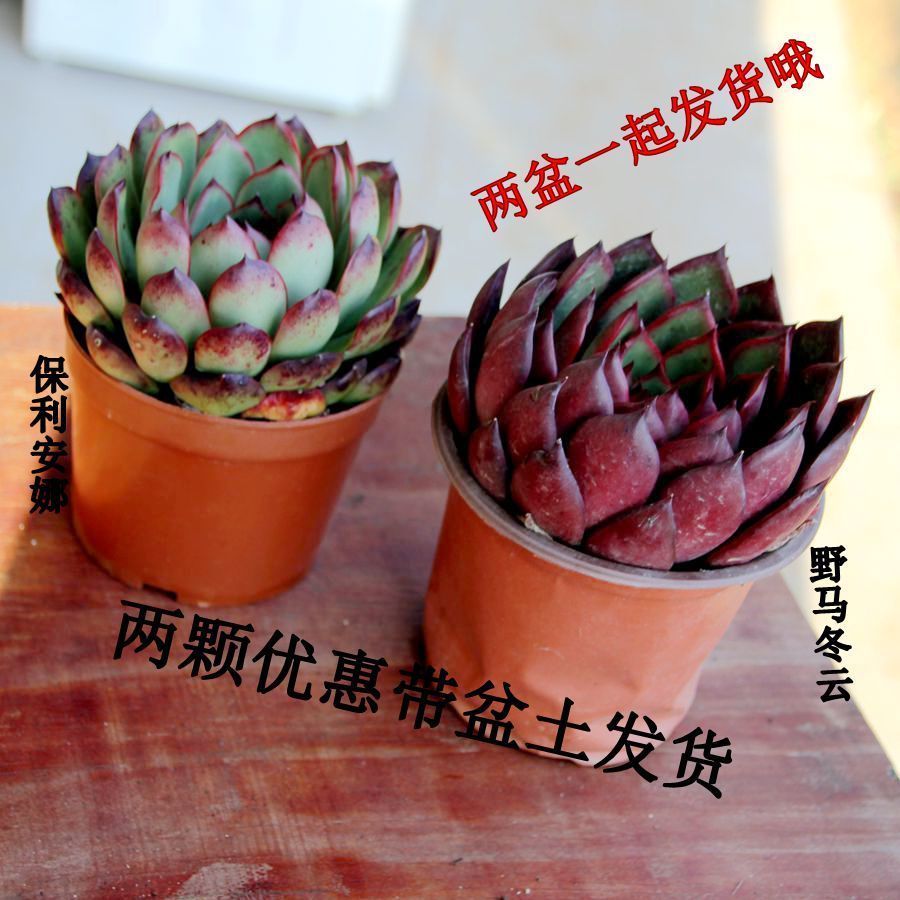滇旅多肉 保利安娜 野马冬云 多肉植物盆栽花卉绿植萌萌肉