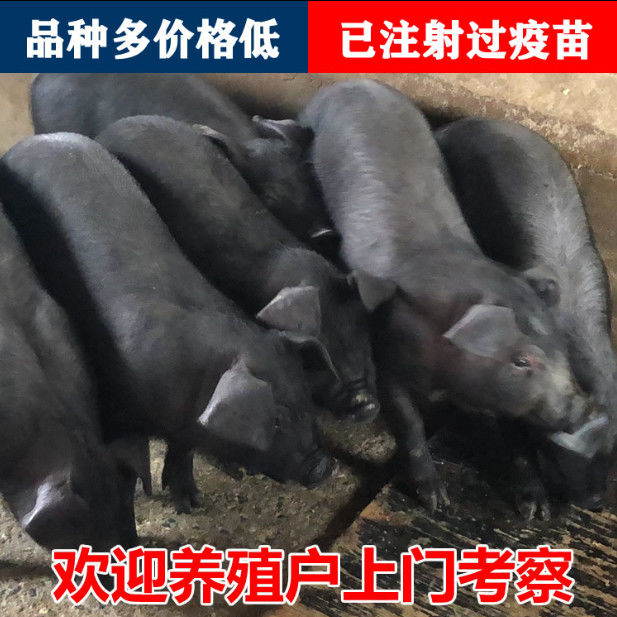 原种太湖母猪 纯种太湖母猪苗 巴马香猪 纯种苏太母猪包邮活体