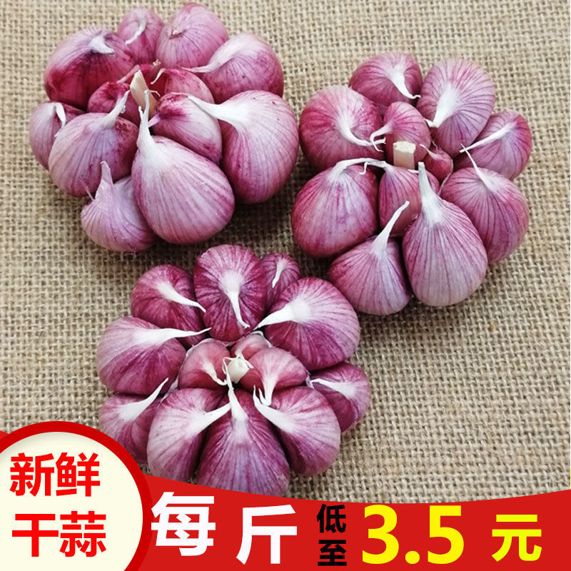 75873-红皮大蒜新鲜干蒜大蒜头种子 香蒜头干蒜紫皮大蒜批发价2/5/10斤-详情图