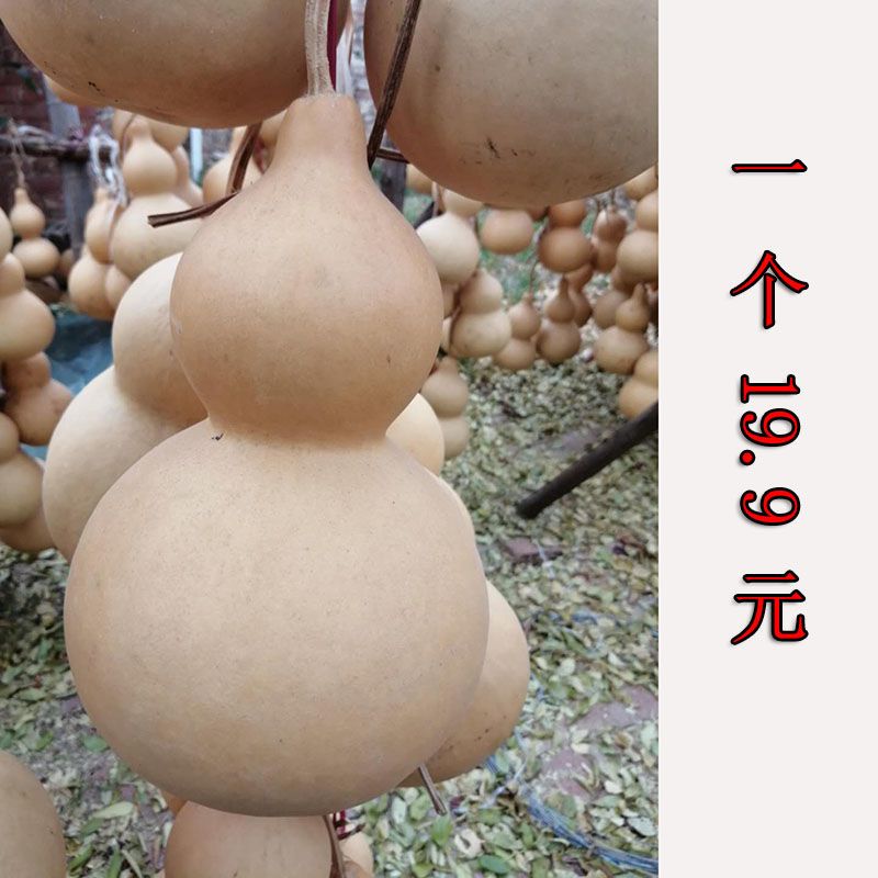天然生长大葫芦形状好个头大能赈灾辟瑕疵葫芦