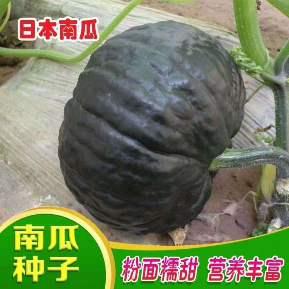日本南瓜种子甘面味甜小疙瘩日本引进品种水旱地均可播种原包装