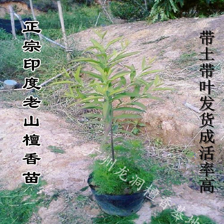正宗印度檀香树苗珍贵植物木苗老山白檀盆景庭院户外绿植带叶发货