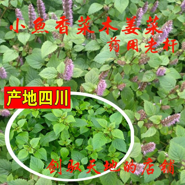 鱼香草小鱼香木姜菜老杆养生中药材农产品川滇香薷茎叶干货