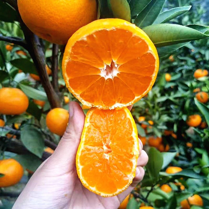 【坏果包赔】宜昌蜜橘无籽酸甜黄皮橘子桔子果园直发55mm起 3斤装