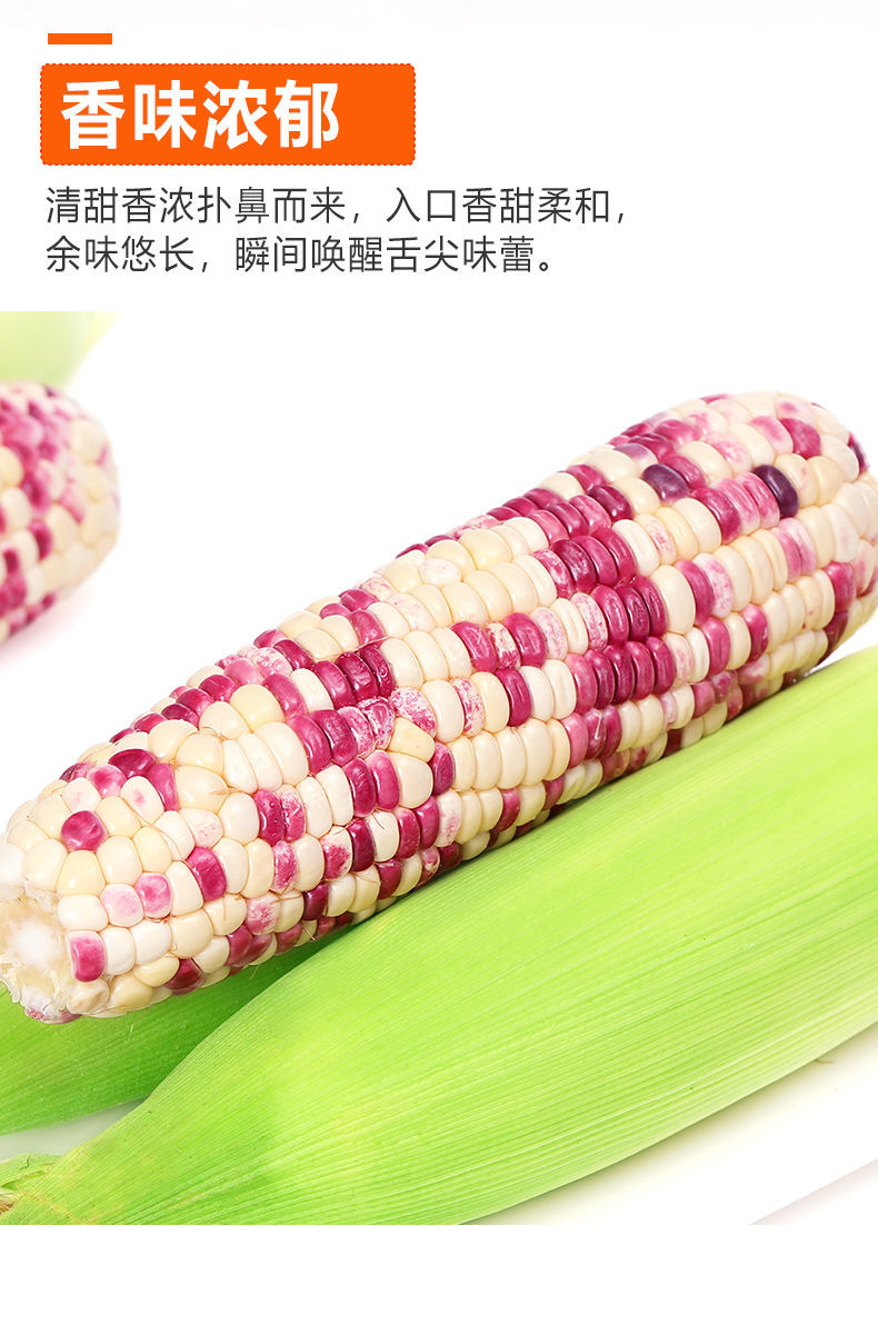 现摘玉米新鲜花糯玉米非即食水果甜粘玉米新鲜蔬菜当季玉米棒批发