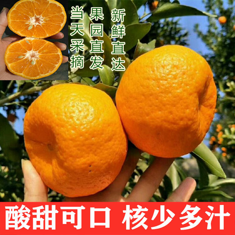 105971-正宗宜昌芦柑特产椪柑新鲜水果酸甜橘子皮薄蜜桔沃柑孕妇水果柑橘-详情图