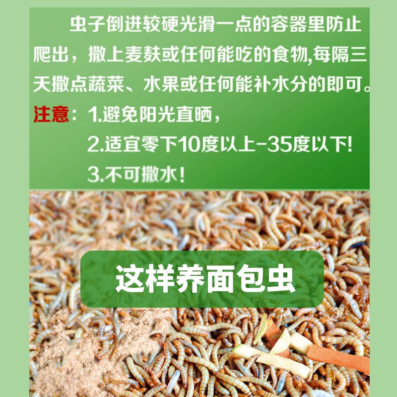 面包虫黄粉虫活体蜘蛛蝎子乌龟守宫角蛙画眉鸟热带鱼金鱼活饵饲料 2月16日发完 虎窝拼