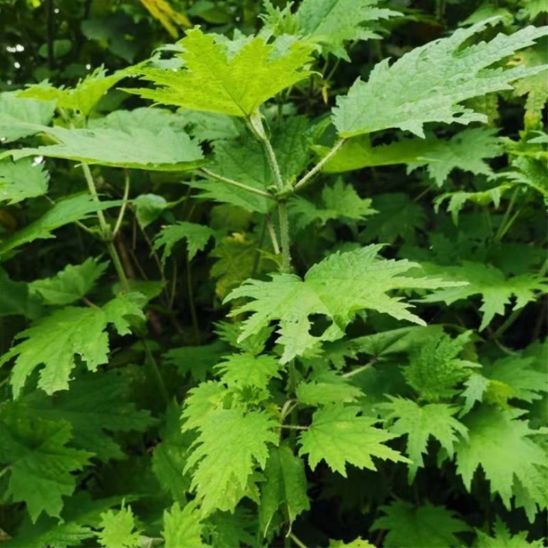 新鲜荨麻草野生白活麻根苗藿麻咬人草蝎子草中药材现采食用活麻叶