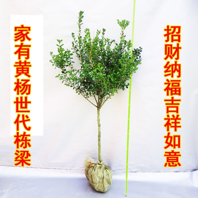 独杆黄杨树高档植物盆栽地栽庭院别墅花园工程绿化小叶瓜子黄杨树 虎窝拼