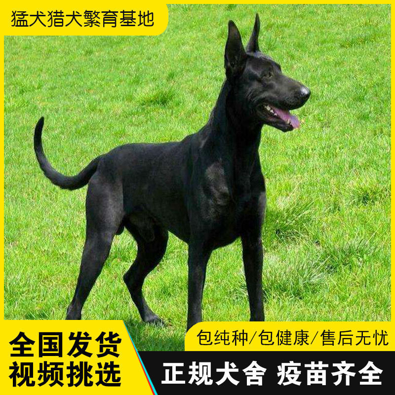 纯种中华黑狼犬幼犬活体纯黑色巨型墨界黑犬狼狗幼崽出售黑狼幼犬 虎窝拼