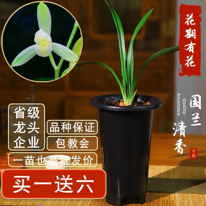 四季兰建兰掌上明珠精品矮种素心荷瓣浓香兰花苗花卉绿植盆栽