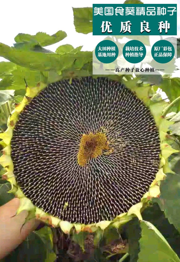 種子之家 美國食葵種子向日葵種子食用向日葵花種葵花籽油葵抗倒伏粗桿食葵 Yoyo精選 露天拍賣