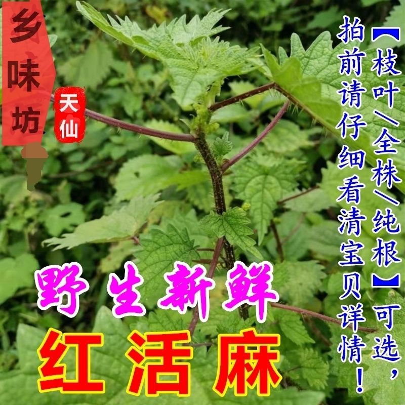 蝎子草霍毛草蜂麻白活麻藿麻叶正宗荨麻诊枝叶根茎苗新鲜红活麻草