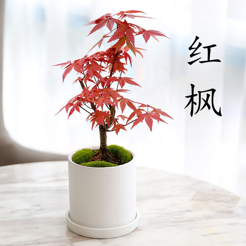 多规格枫树中国红枫日本红枫盆景小苗室内盆栽耐寒庭院观叶种植