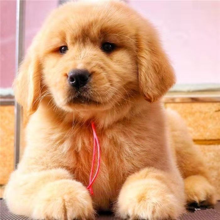 金毛活体幼犬导盲巡回犬金毛幼犬家养中大型犬拉布拉多犬串宠物狗