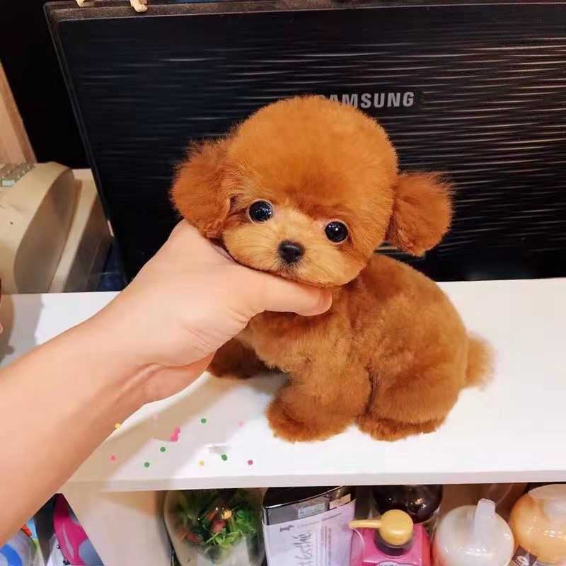 泰迪幼犬活体泰迪混血活体茶杯犬贵宾犬迷你小型泰迪活体宠物狗狗