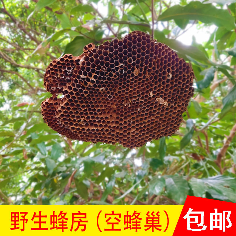广西深山野生马蜂窝蜂巢中马蜂窝野生蜂巢大胡蜂房露蜂房空巢
