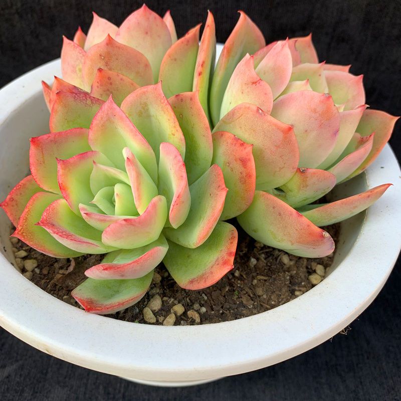 乔伊多肉植物群生有砍三头绿植盆栽花卉基地直发包邮 虎窝拼