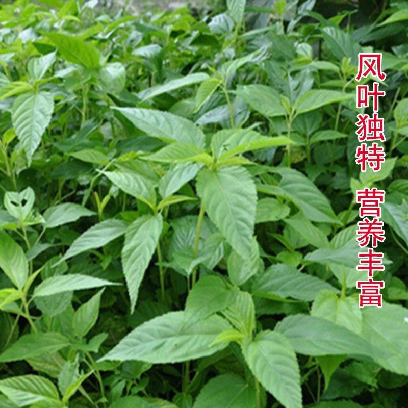 正宗潮汕麻叶种子凉拌麻叶蔬菜种子青麻叶阳台四季盆栽蔬菜青菜籽