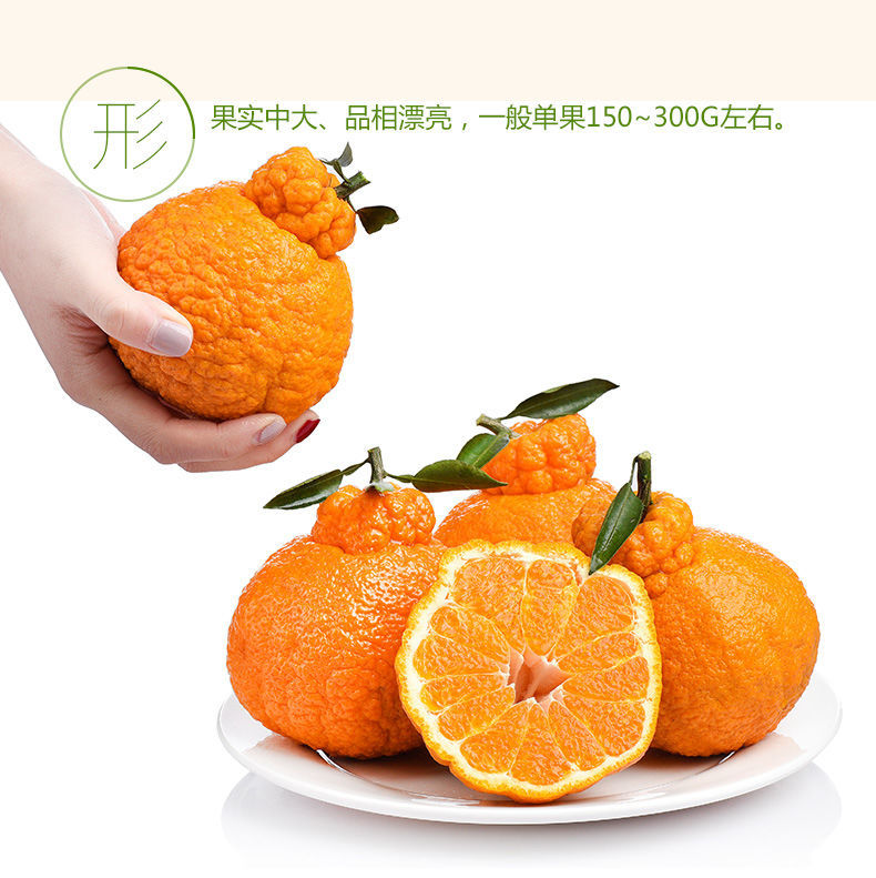  正宗四川丑橘不知火丑八怪橘子丑桔当季新鲜水果包邮