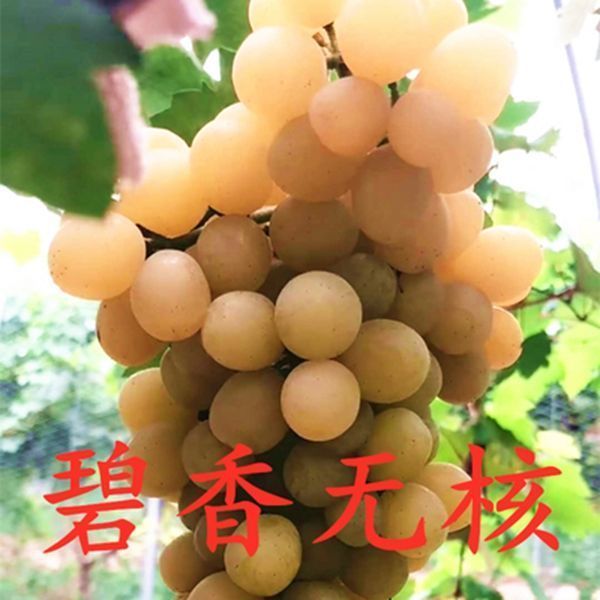 超早熟葡萄苗 碧香无核葡萄树苗又名旭旺一号无核葡萄树当年结果