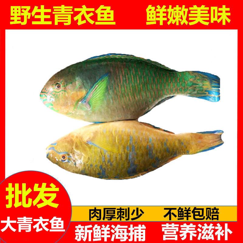 野生青衣鱼5斤妾鱼鳑魮鱼猪齿鱼寒鲷青石斑鱼东星斑海鲜半斤【1月