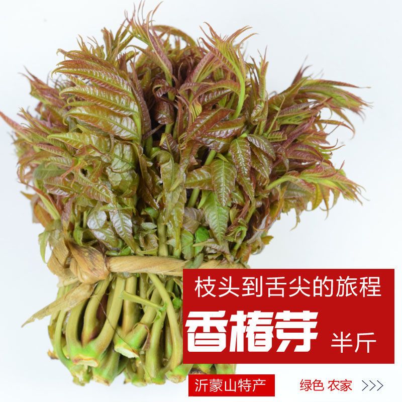 香椿芽新鲜山东沂蒙山新鲜头茬红油香椿芽头苗菜