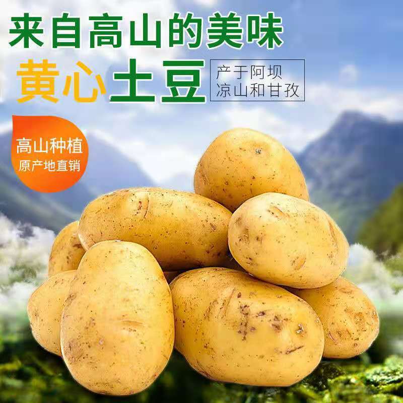 四川高山黄心土豆蔬菜类马铃薯小洋芋新鲜蔬菜小土豆批发3/5/9斤