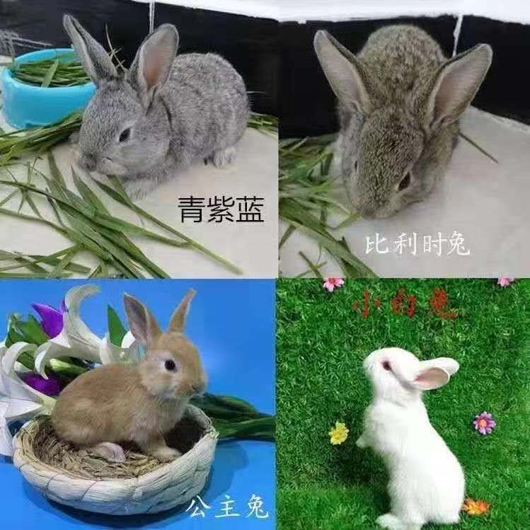 活体兔子小白兔新西兰 比利时青紫蓝可长15斤运输包活