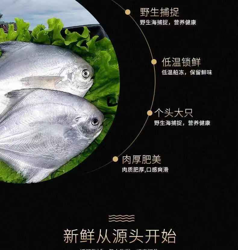 正宗舟山野生银鲳鱼白鲳鱼扁平鱼新鲜冷冻一箱批发海鲜水产