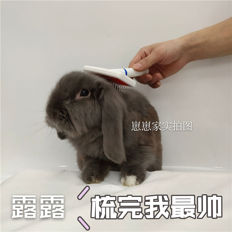 兔子梳子梳毛顺毛自带保护头密针梳猫咪狗狗梳子宠物用品宠物兔梳