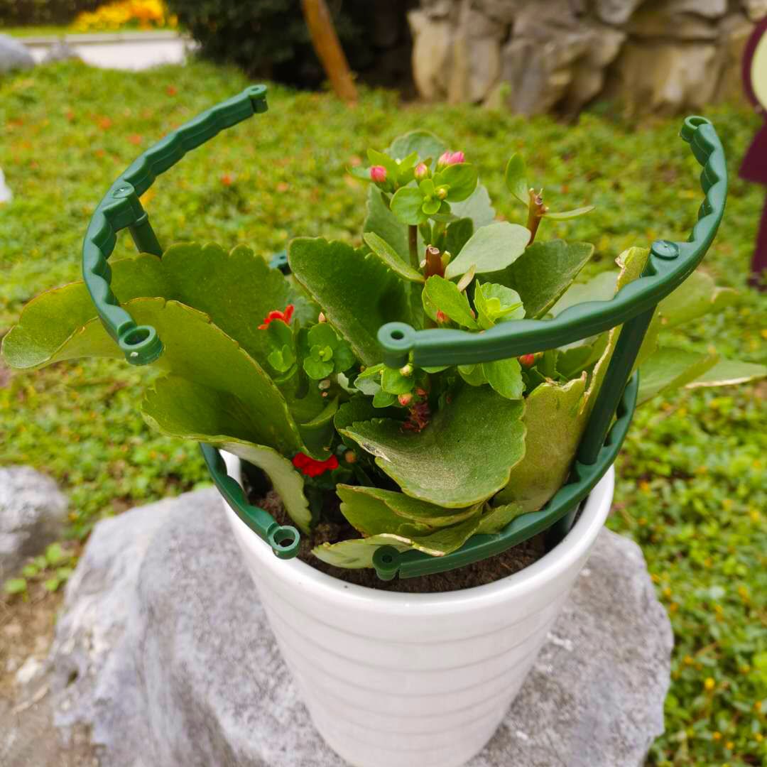 蟹爪兰太阳花多层支架防倒伏护叶拼接嫁接聚拢花架兰花架单层支撑