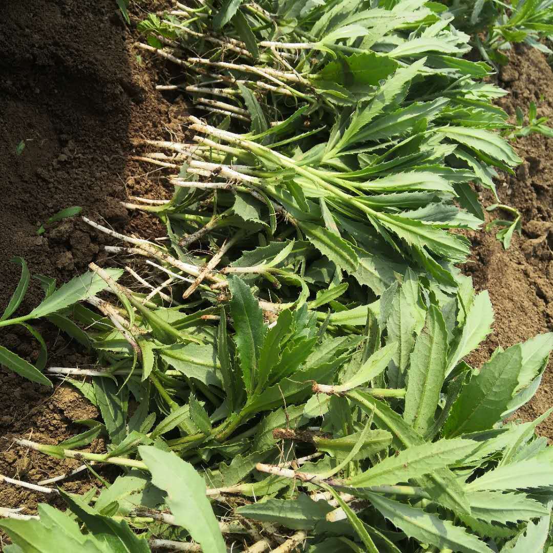 野生新鲜小蓟饮子小蓟刺菜刺角芽刺儿菜带根全草四鲜汤