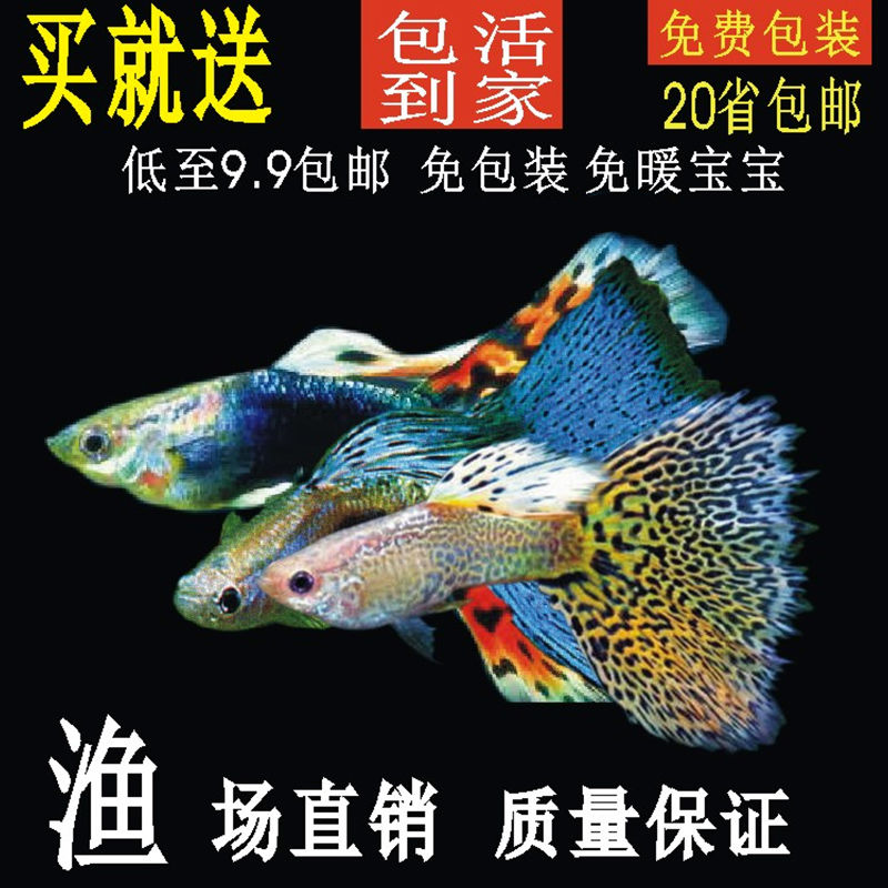 孔雀鱼纯种热带鱼观赏鱼小型淡水活体凤尾鱼饲养温度25度【2月15日发