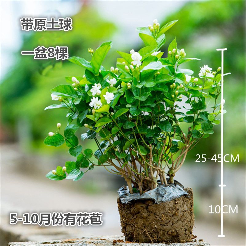 基地直发 何家茉莉花盆栽茉莉花苗盆景花卉盆栽绿植茉莉老桩 虎窝拼