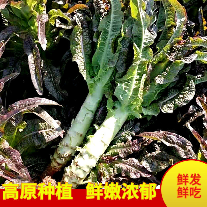 云南新鲜紫叶莴笋莴苣当季时令疏菜红皮青香笋高原种植现砍现发