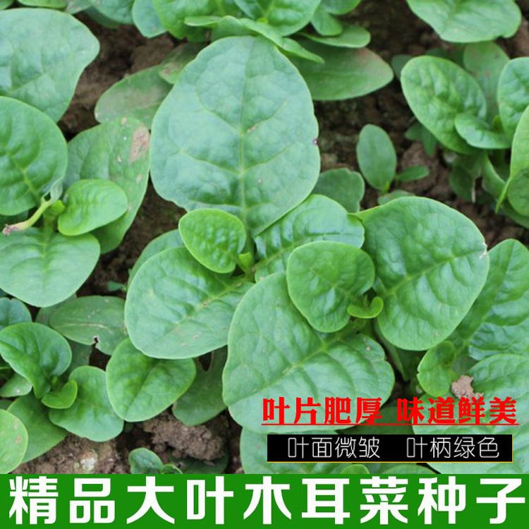 大叶木耳菜种子农田菜园木耳菜豆腐菜软浆叶蔬菜种子四季播种