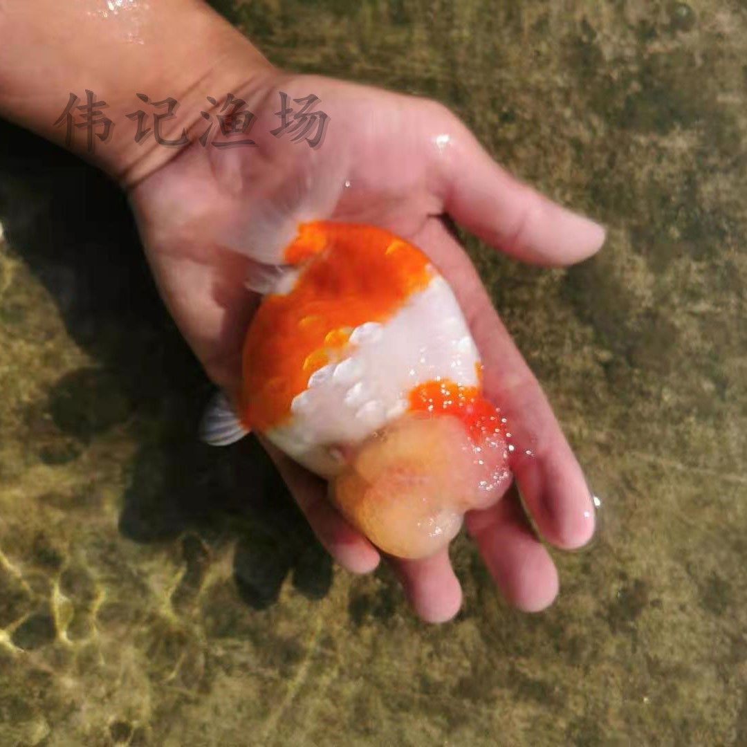 樱花兰寿金鱼活体樱花寿福寿鱼玉兔寿水墨重墨寿黑寿花寿渔场直销